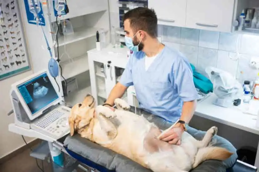 Qué es la máquina anestésica veterinaria