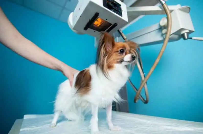 ¿Qué es la máquina veterinaria lmaging?