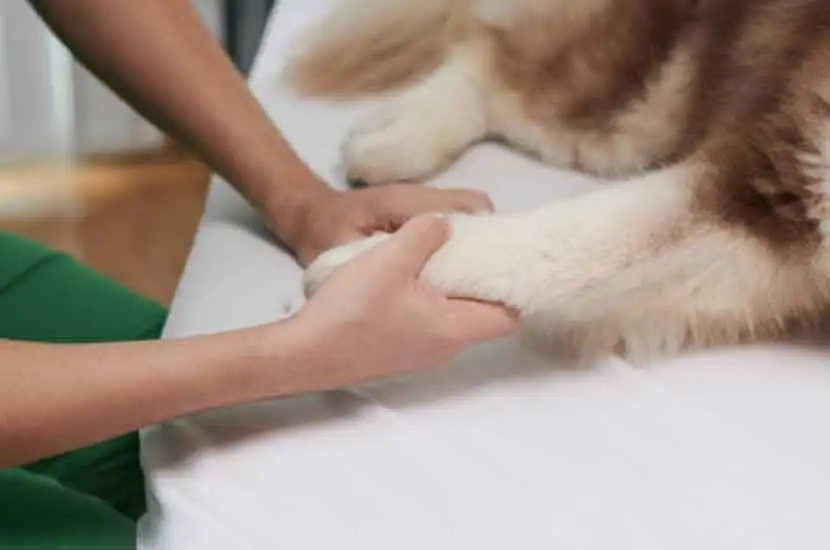 ¿Qué es el equipo de terapia láser veterinaria?