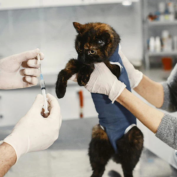 Funciones de los dispositivos médicos en uso animal