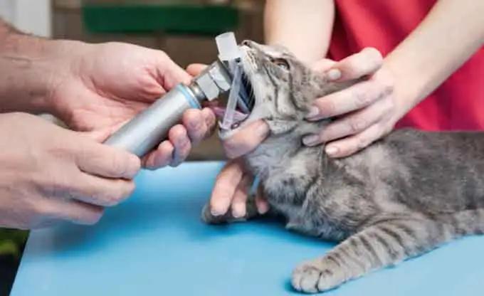 Uso y mantenimiento de dispositivos dentales veterinarios