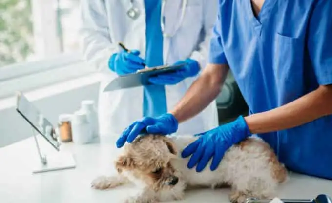 Cómo elegir instrumento de laboratorio veterinario