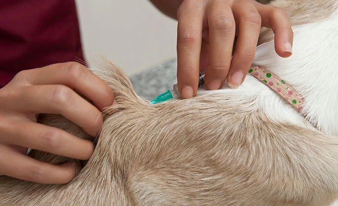 Beneficios del monitor veterinario