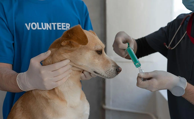 ¿Para qué se utiliza una bomba de infusión veterinaria?